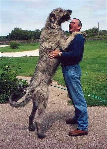 big chiens