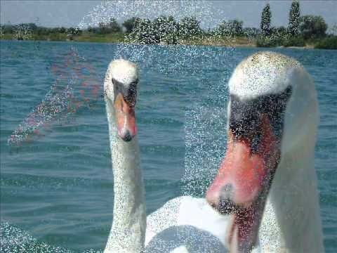 Prefab Sprout » Prefab Sprout Swans