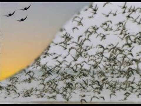 Neil Diamond » Be - Neil Diamond, Jonathan Livingston Seagul