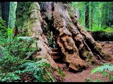 Van Morrison » Van Morrison ~ Redwood Tree (1972) lyrics â˜¼