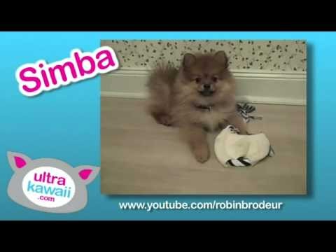 Fluffy » Ultra Kawaii - Super Fluffy Pomeranians