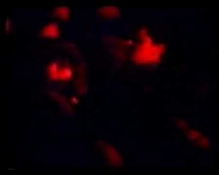 PJ Harvey » Sheela Na Gig - PJ Harvey