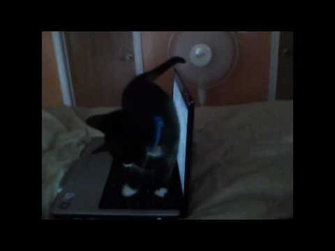 Insane Clown Posse » Insane Clown Posse - Ninja (Kitty Version!)