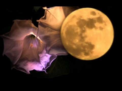 Santana » Santana - Flor De Luna (Moonflower) [Audio HQ]