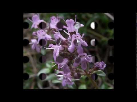 Sandy Denny » Sandy Denny / Fotheringay - Wild Mountain Thyme