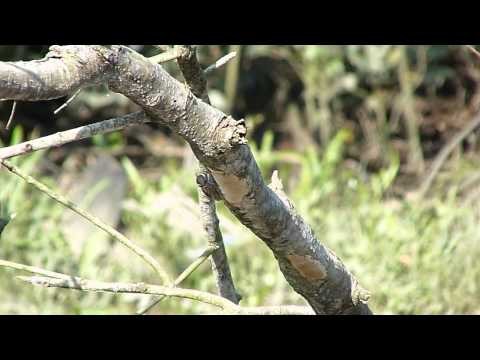 Brunei Mangrove Birding-1