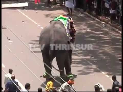 Elephant Attcak in Thrissur Pooram  2013
